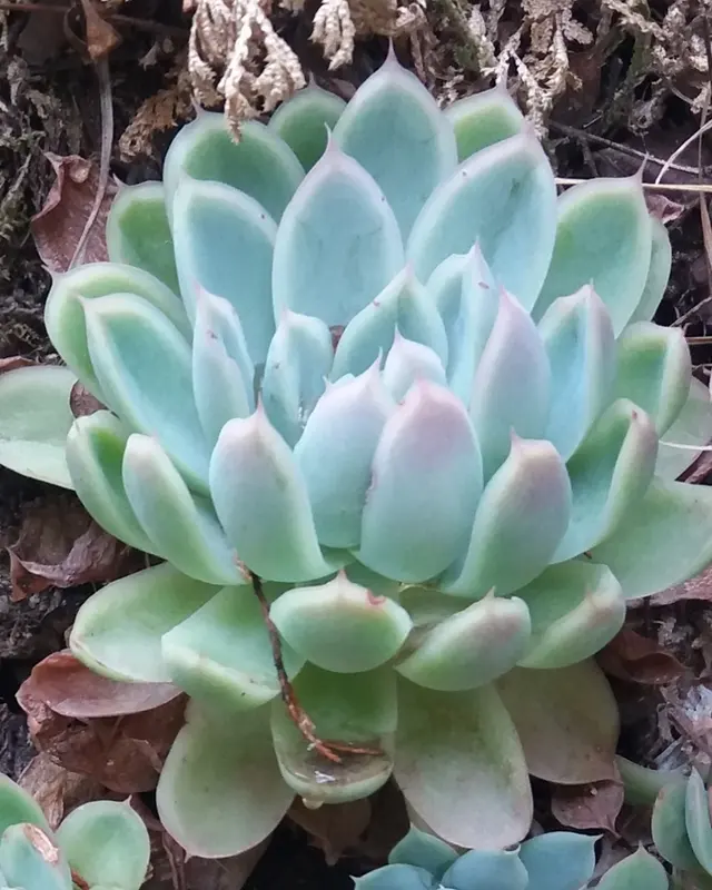 Echeveria