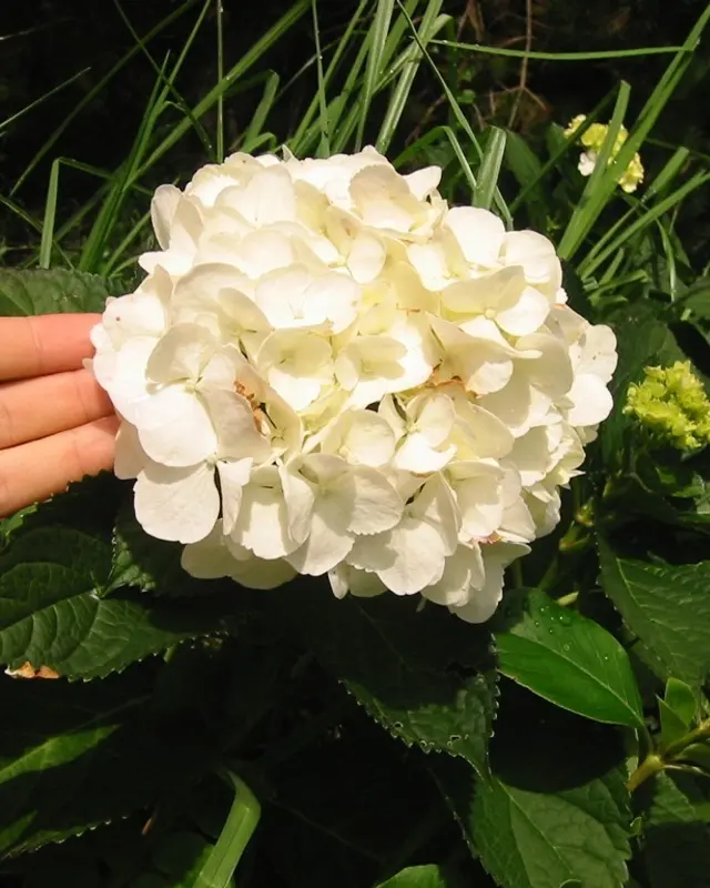 Hydrangea