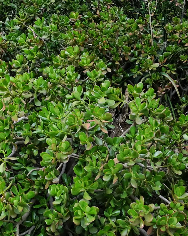 Jade plant