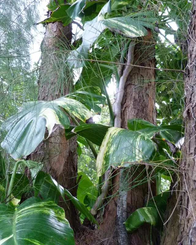 Golden pothos